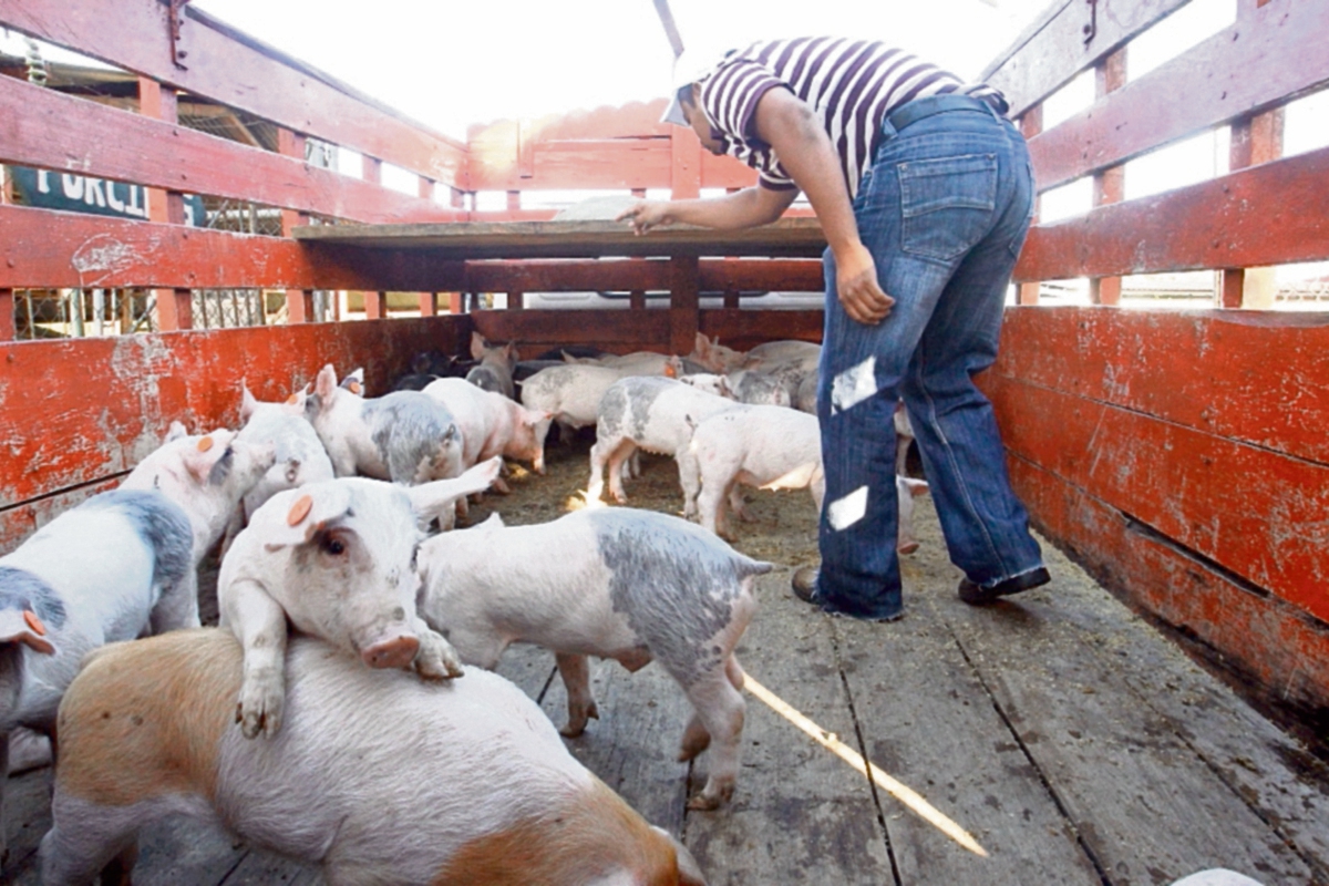 Trasiego desmedido de cerdos impacta a la porcicultura nacional y causa competencia desleal.