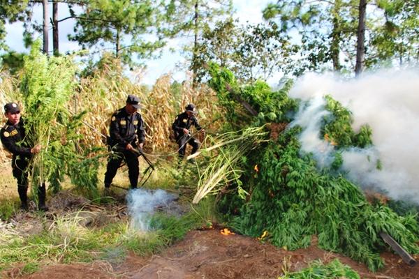 Unas 25 mil matas de marihuana destruyó la Policía en Santa Lucia La Reforma, Totonicapán. (Foto Prensa Libre: PNC)<br _mce_bogus="1"/>