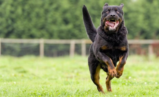 A veces, los perros pueden mostrar un comportamiento agresivo porque están asustados. GETTY IMAGES