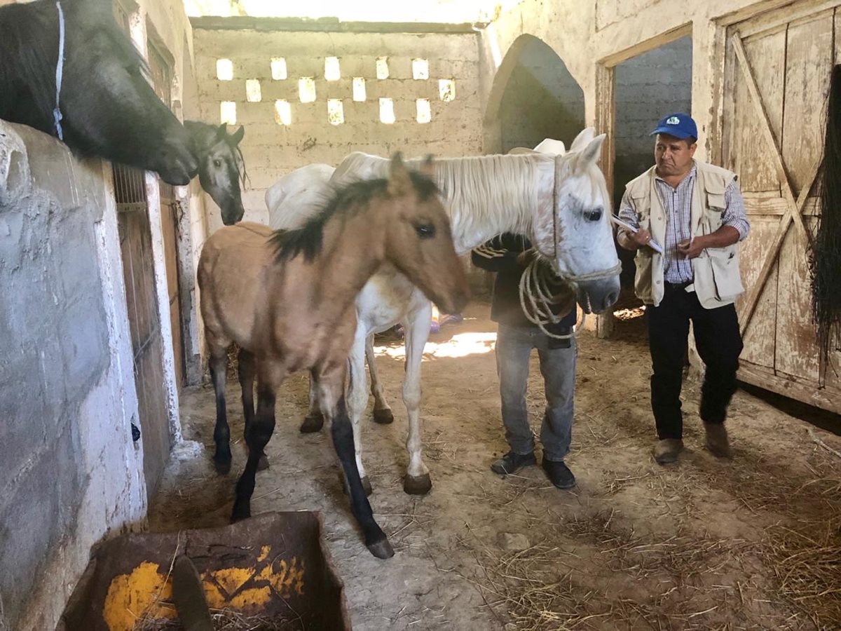 En el establo están los caballos de Julio César Serrano Samayoa, apodado "El Finquero" o "El Monje". (Foto Prensa Libre: MP)