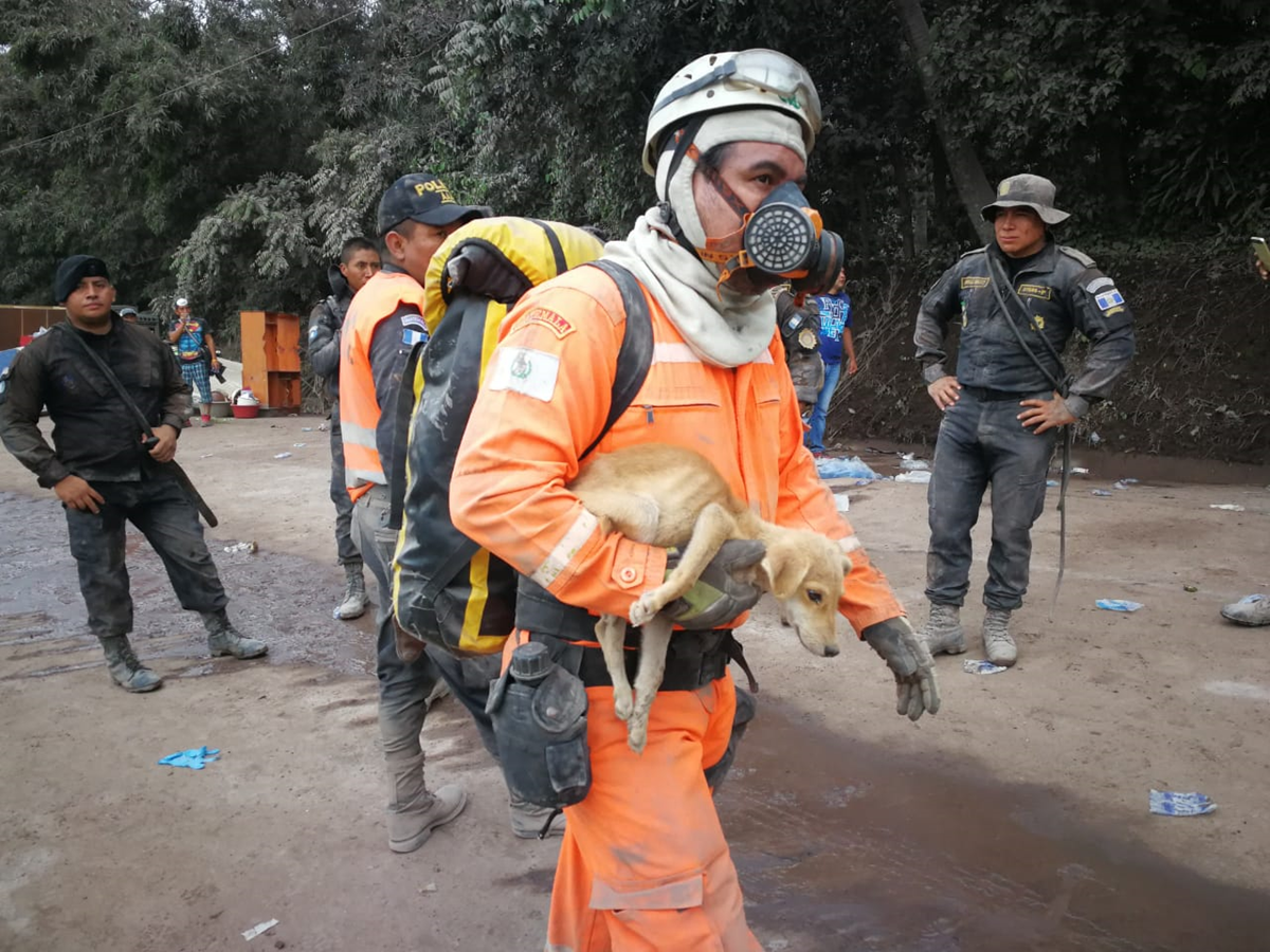 Aves, perros, gatos y otros animales fueron dejados a su suerte en las áreas afectadas por el Volcán de Fuego. Algunos fueron rescatados por socorristas y voluntarios.