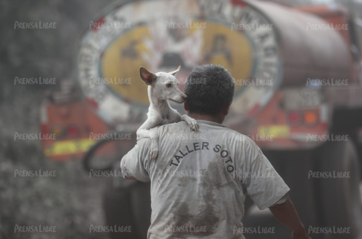 Aves, perros, gatos y otros animales fueron dejados a su suerte en las áreas afectadas por el Volcán de Fuego. Algunos fueron rescatados por socorristas y voluntarios.