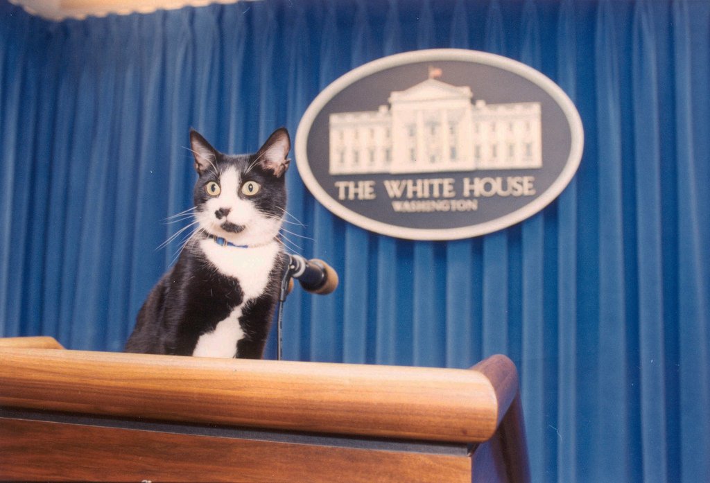 El 20 de febrero se celebra el Día del Gato, para recordar a "Socks", el felino que vivió en la Casa Blanca, y para concienciar sobre los cuidados de esta mascota.