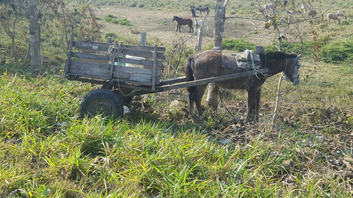 Carretón con el que chocó el motorista, en San Benito, Petén. (Foto Prensa Libre: Rigoberto Escobar)