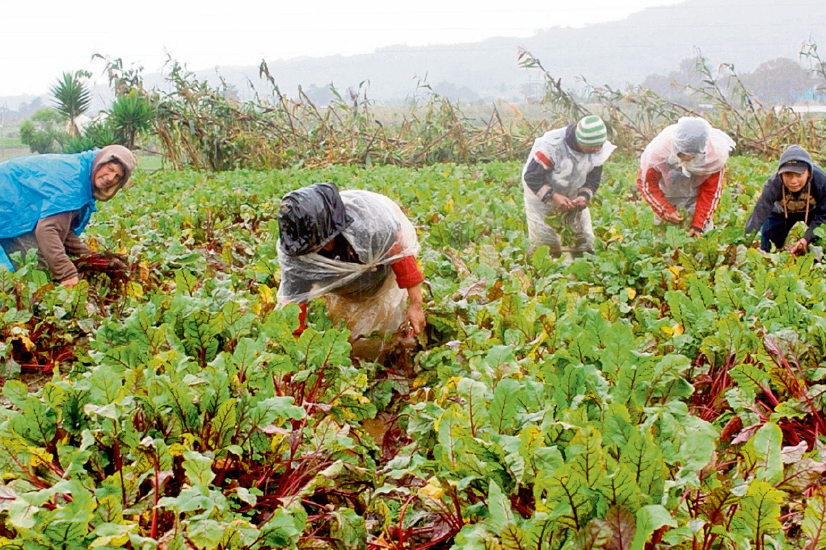 La baja en el precio internacional de varios productos ha impactado al sector agrícola. Análisis refieren que en el 2016 el comportamiento podría ser menos positivo. (Foto Prensa Libre: Hemeroteca PL)