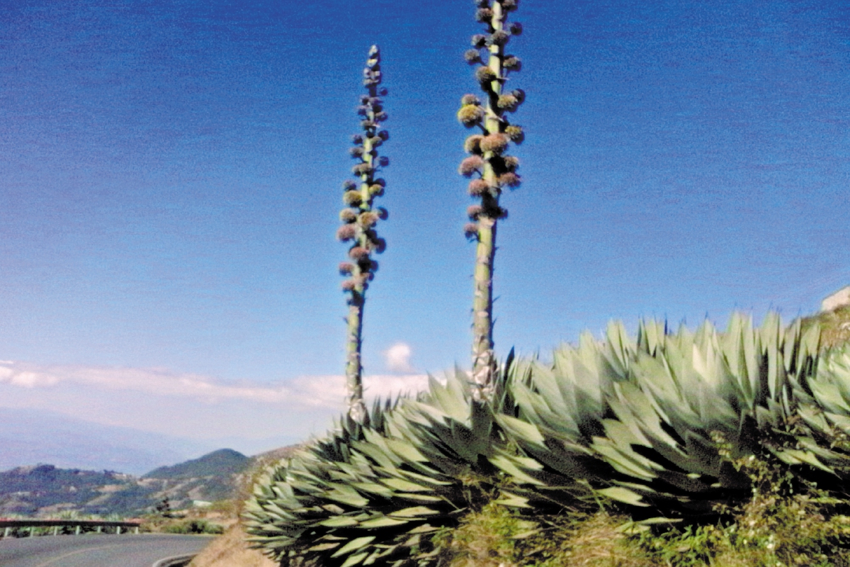 De 20 especies de maguey en el país, hay 10 en Huehuetenango.