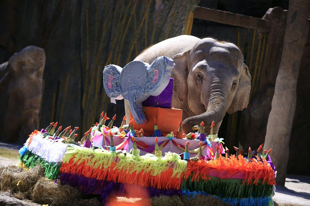 Trompita come de su gigantesco pastel. (Foto Prensa Libre: Paulo Raquec)