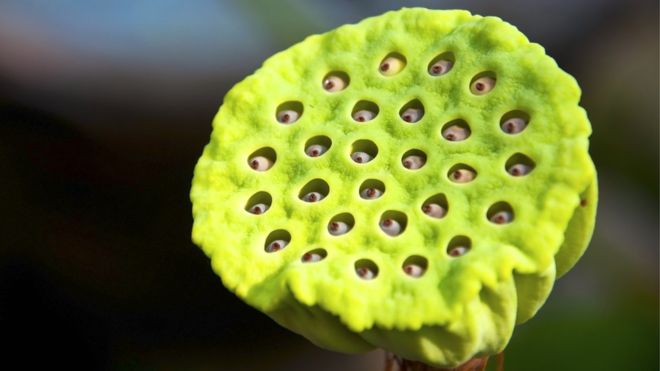 Hay personas que quedan repugnadas por este grupo de hoyos en la flor de loto y los expertos tratan de entender ¿por qué?