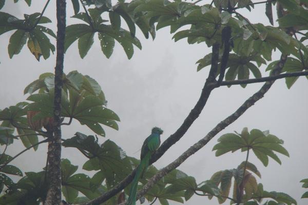 Debido al rojo intenso en su pecho, el macho es más fácil de distinguir entre el bosque. (Foto Prensa Libre)