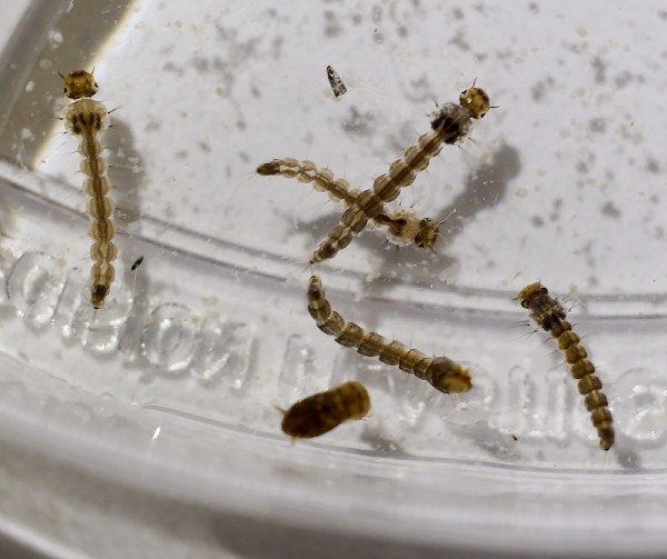 Un laboratorio analiza el mosquito Aedes aegypti que podría llevar el virus del Zika.(Foto Prensa Libre: AP)