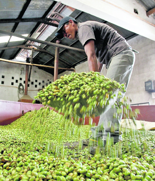 Las ventas de cardamomo reportan un crecimiento del 52% a septiembre último y las exportaciones suman US$385 millones. (Foto Prensa Libre: Hemeroteca) 