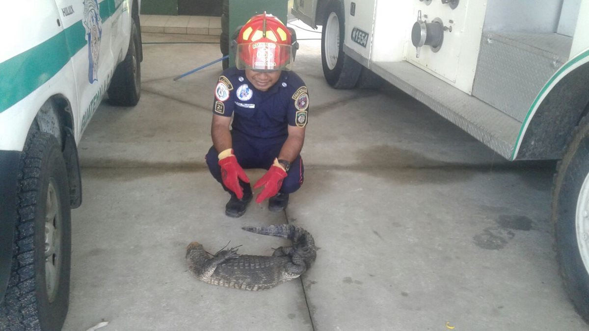 El caimán fue localizado en una de las calles de la colonia Cristo Salvador, La Blanca, San Marcos. (Foto Prensa Libre: cortesía CBMD)