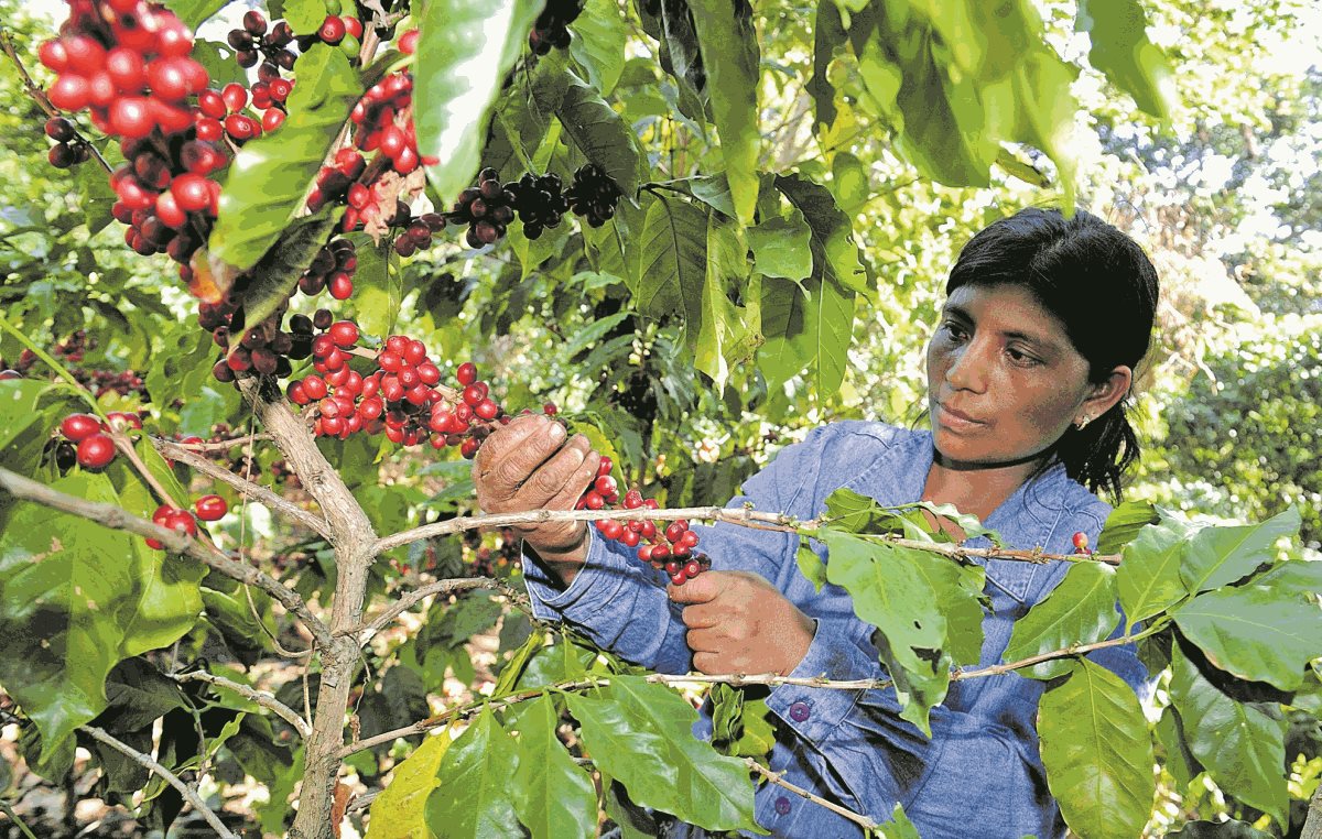 Productores de café y cacao serán vinculados a programas tecnológicos para obtener mejores cosechas.(Prensa Libre: Hemeroteca PL)