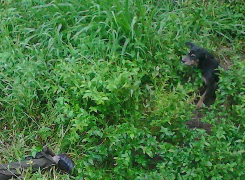 Un perro de nombre Viejito permanece junto al cadáver de su amo, en Cuilapa, Santa Rosa. (Foto Prensa Libre: Oswaldo Cardona)