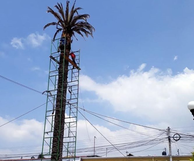 La palmera canaria de Salcajá fue derribada porque representa peligro. (Foto Prensa Libre: Fred Rivera)