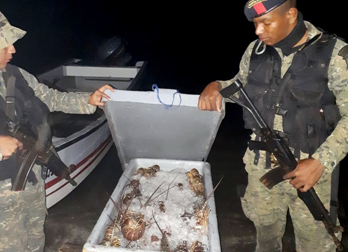 Parte de las langostas decomisadas a los tres capturados en Lívingston. (Foto Prensa Libre: Cortesía).