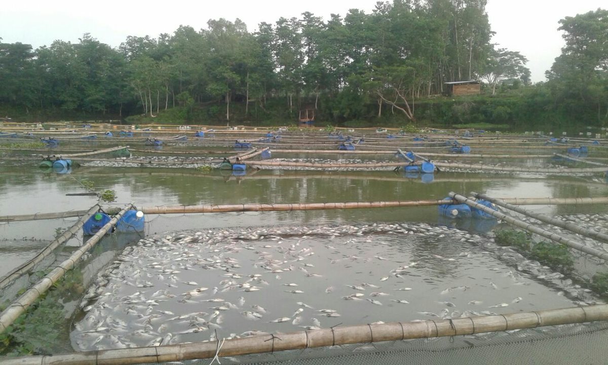 Pobladores de Mangales, Santa Cruz Muluá, Retalhuleu, rescataron algunas mojarras para comercializarlas. (Foto Prensa Libre: Rolando Miranda)