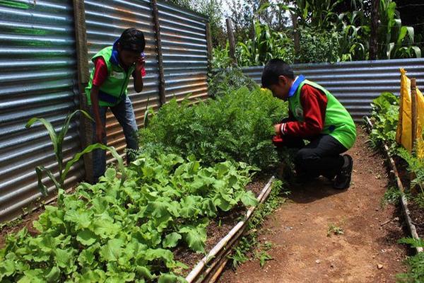 Estudiantes cuidan huerto en una escuela de San Juan Comalapa, Chimaltenango. (Foto Prensa Libre: José Rosales)