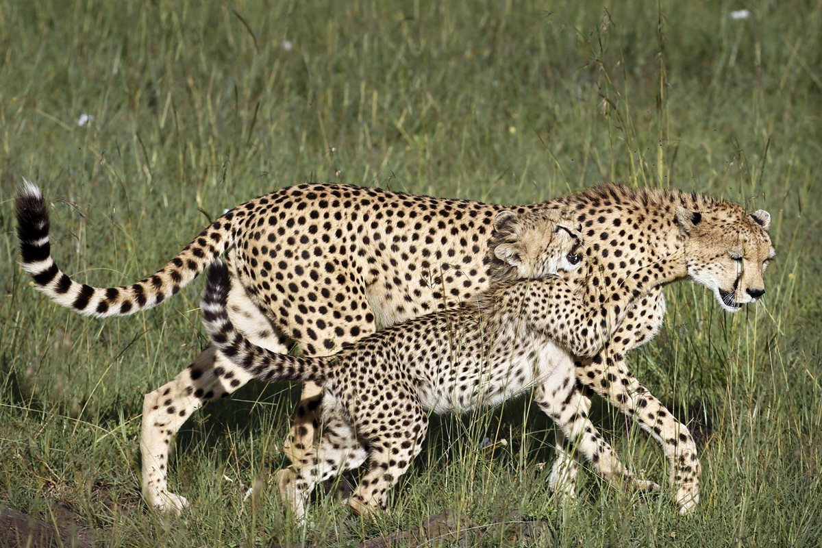 Una cría de guepardo juega con su madre en la Reserva Natural del Masái Mara, en Kenia. (Foto Prensa Libre: EFE).