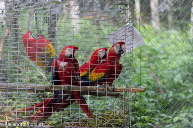 Guacamayas listas para su liberación , como parte de un programa de Arcas, en octubre de 2015. (Foto prensa Libre: Cortesía Alejandro Morales/ Arcas)