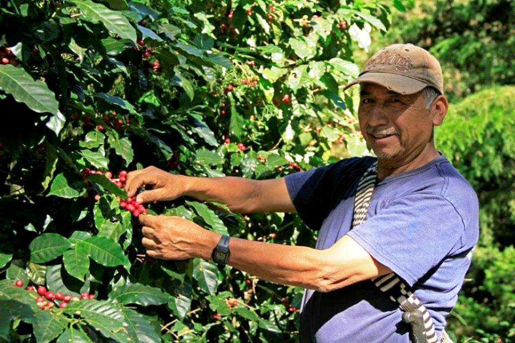 Los caficultores esperan primeras cosechas de variedad Anacafé 14, híbrido surgido en Chiquimula. (Foto Prensa Libre: Cortesía Anacafé)