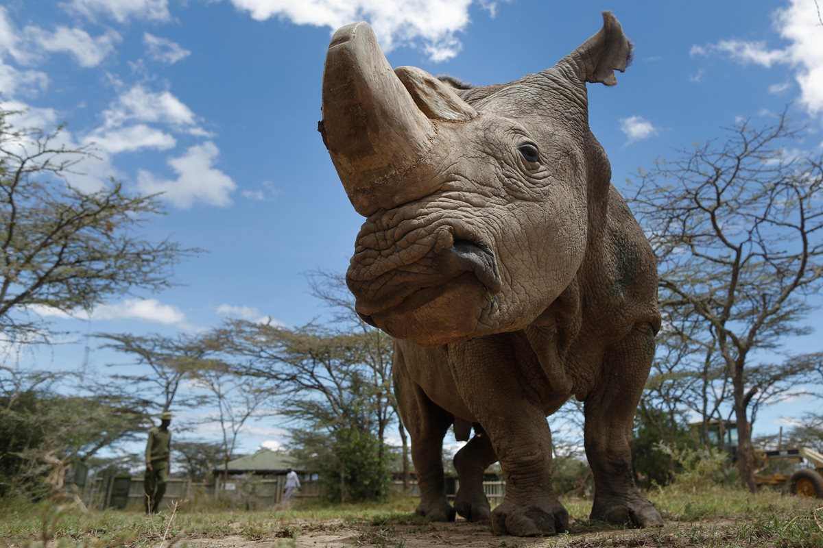 Fotografía de archivo del último rinoceronte blanco del norte macho que quedaba en el mundo, llamado Sudán, en el área de conservación de Ol Pejeta cerca de Nanyuki, a unos 200 km de Nairobi, Kenia. (Foto Prensa Libre: EFE)