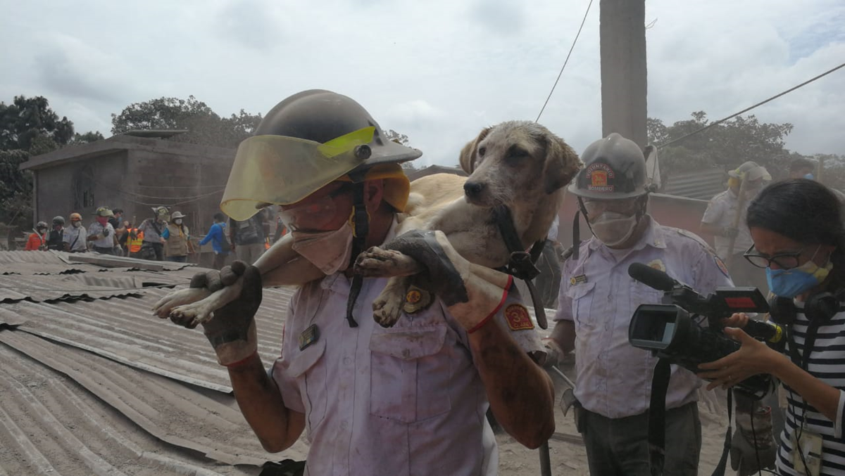 Aves, perros, gatos y otros animales fueron dejados a su suerte en las áreas afectadas por el Volcán de Fuego. Algunos fueron rescatados por socorristas y voluntarios.