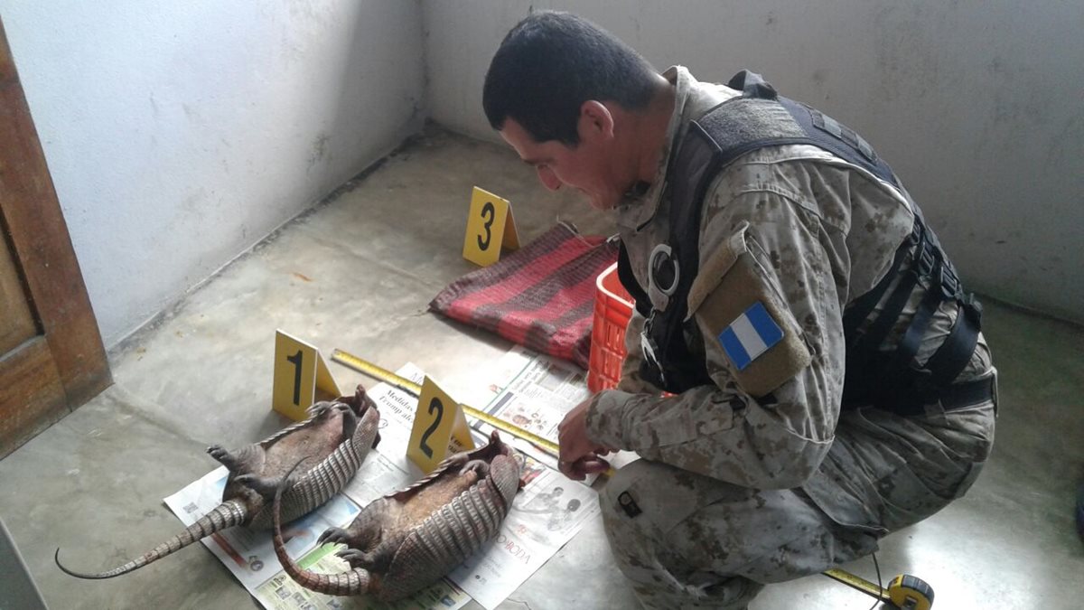 Un oficial de Diprona examina a los dos armadillos decomisados. (Foto Prensa Libre: Rigoberto Escobar)