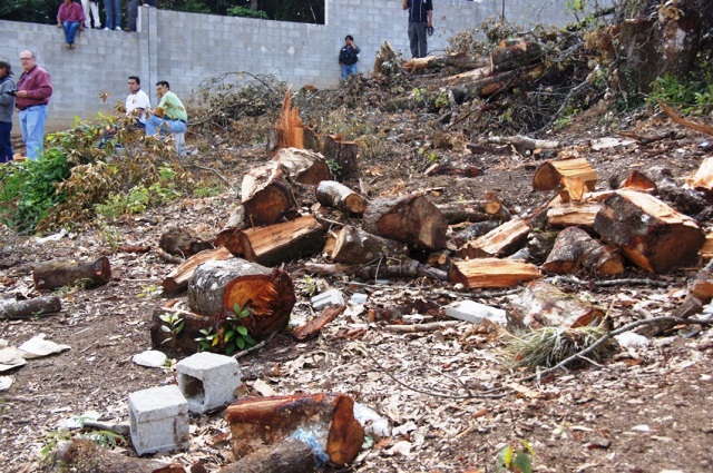 Protectores de la Cordillera Alux detectaron en las últimas semanas varias zonas taladas, sin autorización de las autoridades. (Foto Prensa Libre: Cortesía Conap)