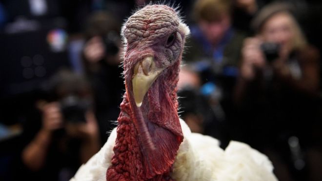 El pavo es el animal protagonista de la fiesta de Acción de Gracias en Estados Unidos. (GETTY IMAGES)