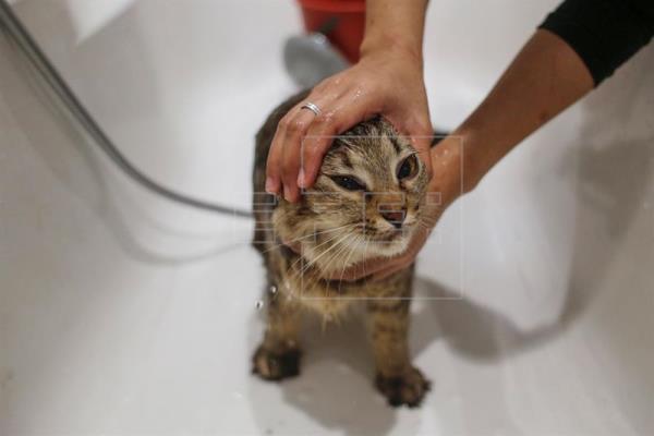 Malasia cuenta con el primer hotel de cinco estrellas Catzonia para gatos.(Foto Prensa Libre:EFE).