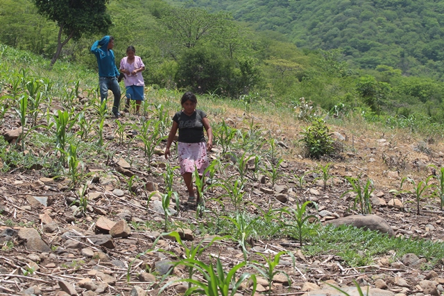 Este miércoles empezó la segunda fase de la canícula y que podría afectar zonas áridas del país, sobre todo el Corredor Seco. (Foto Prensa Libre: Hemeroteca PL)