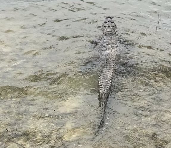 El reptil fue liberado en la laguna de Yaxhá, Flores, Petén. (Foto Prensa Libre: Rigoberto Escobar)