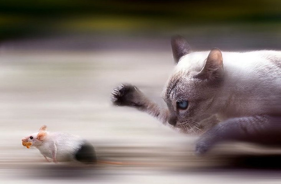 Los gatos ayudaban a los humanos al cazar ratones. (Foto Prensa Libre: HemerotecaPL)