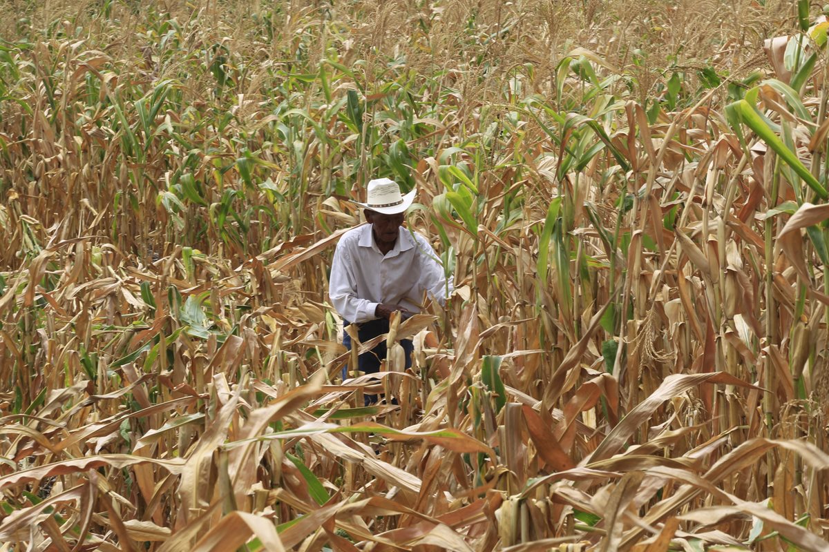 Las cosechas de milpa de maíz se perdieron debido a la sequía prolongada de este año. (Foto Prensa Libre: Hemeroteca PL)