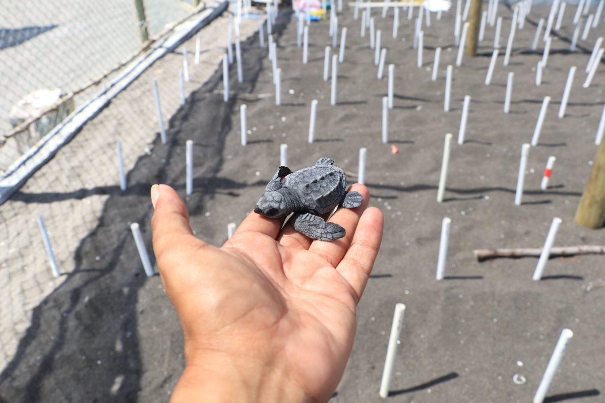 Los huevos recolectados son colocados en nidos protegidos para conservar a las tortugas en Taxisco, Santa Rosa. (Foto Prensa Libre: Enrique Paredes).