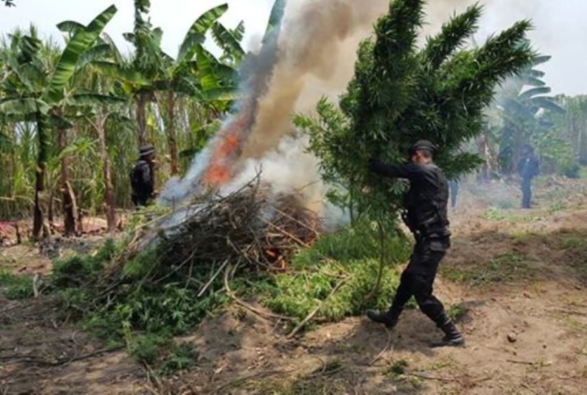 Autoridades queman marihuana en Totonicapán. (Foto Prensa Libre: Édgar Domínguez)