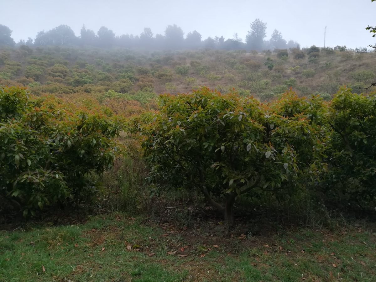 Los terrenos habrían sido adquiridos a precios que oscilan entre los dos mil y tres mil quetzales.