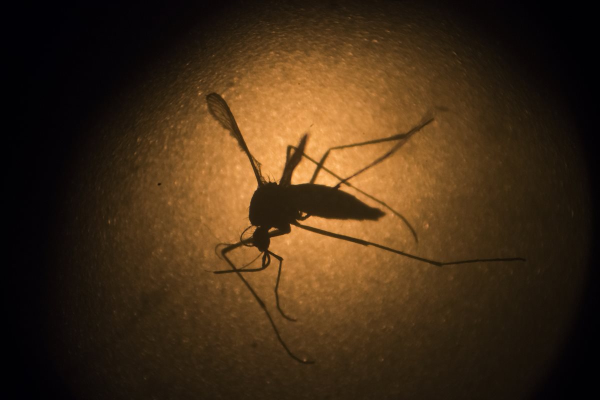 El zika podría causar una infección cerebral en el adulto según un estudio francés. (Foto Prensa Libre: AP).