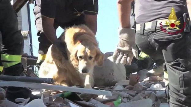 Romeo, un labrador, habría sobrevivido nueve días bajo los escombros. AP