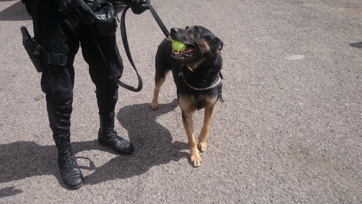 El agente canino jubilado Rambo, recibió todas las atenciones y cuidados durante su retiro. (Foto Prensa Libre: PNC)