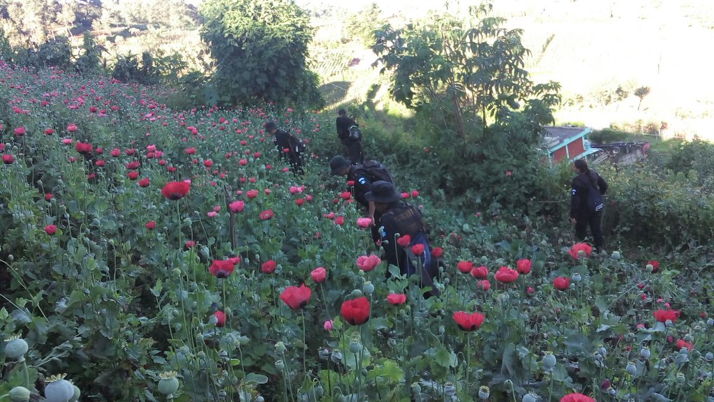 Agentes de la PNC erradican plantación de amapola en Tajumulco, San Marcos. (Foto Prensa Libre: PNC)