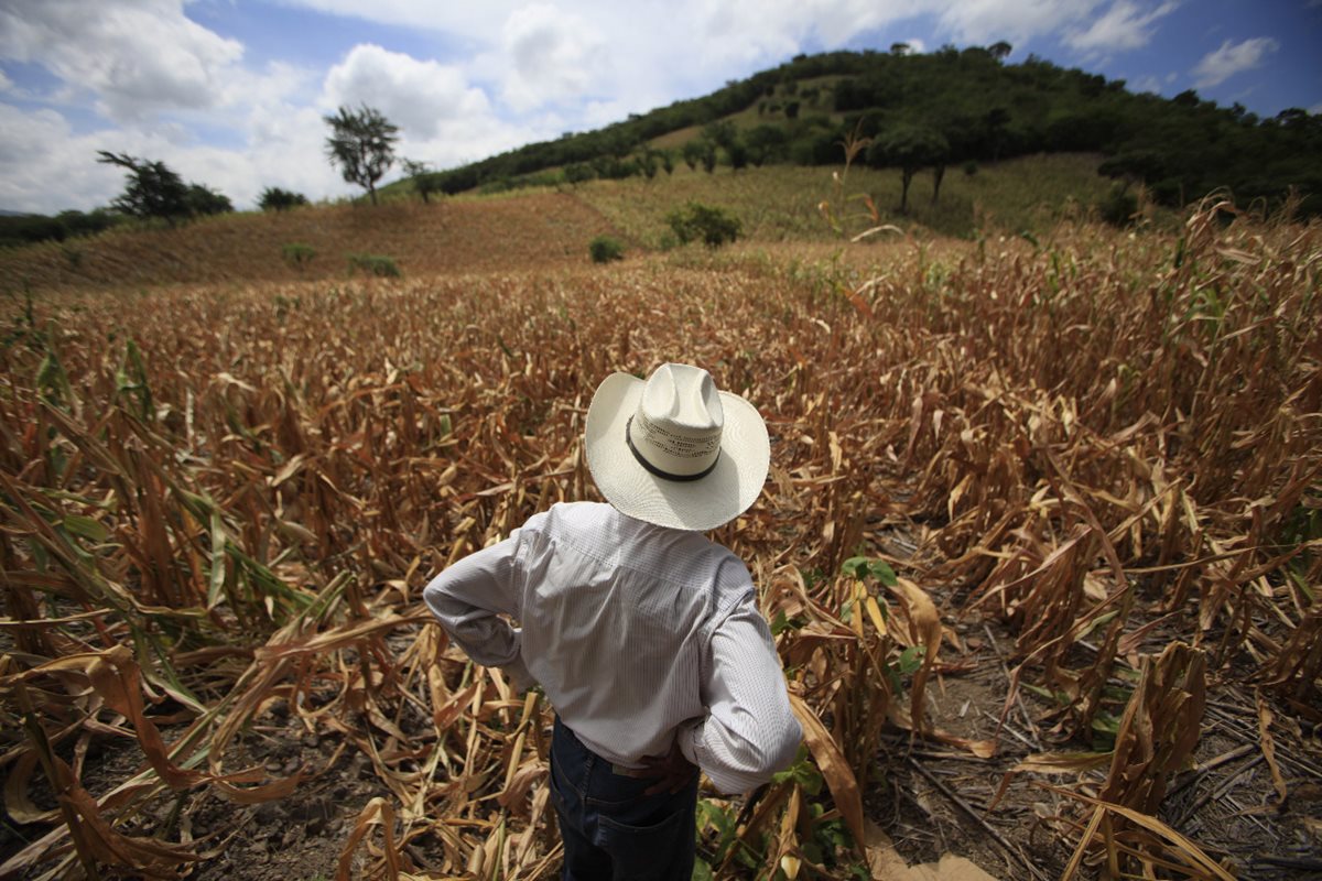 La canpicula prolongada a afectado a varios departamentos del oriente, occidente y meseta central. (Foto Prensa Libre: Hemeroteca PL)