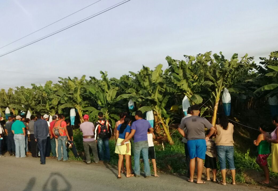 Curiosos observan el área donde se desplomó la avioneta en una finca bananera de Ocós, San Marcos. (Foto Prensa Libre: Cortesía)