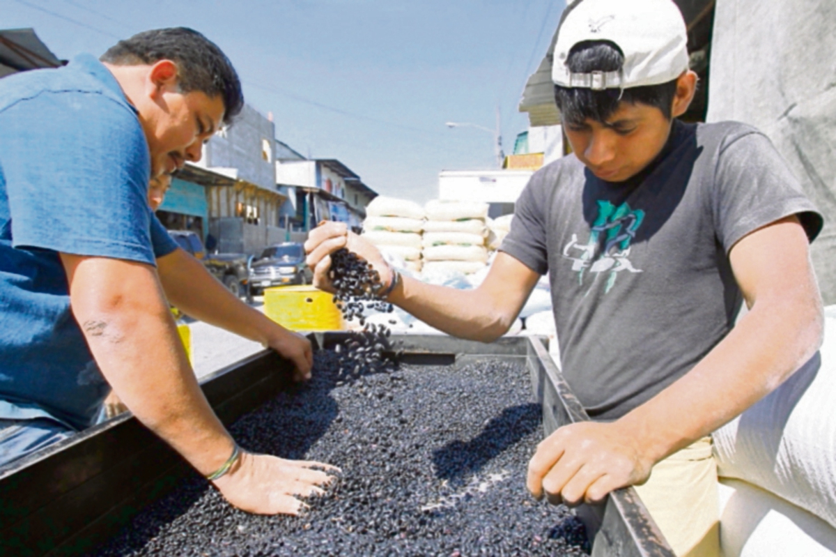 Cosecha de frijol sufrió impacto por las últimas lluvias registradas en noviembre. (Foto Prensa Libre: Alvaro Interiano)