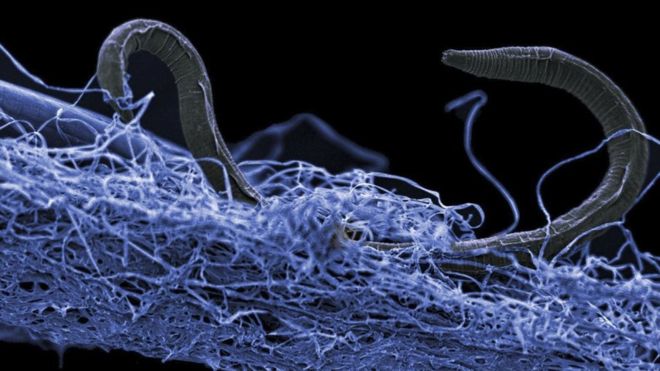 Un nemátodo o gusano cilíndrico sobre una película de otros organismos. Los organismos subterráneos son diminutos, pero colectivamente representan casi el doble del volumen de todos los océanos del planeta. GETTY IMAGES