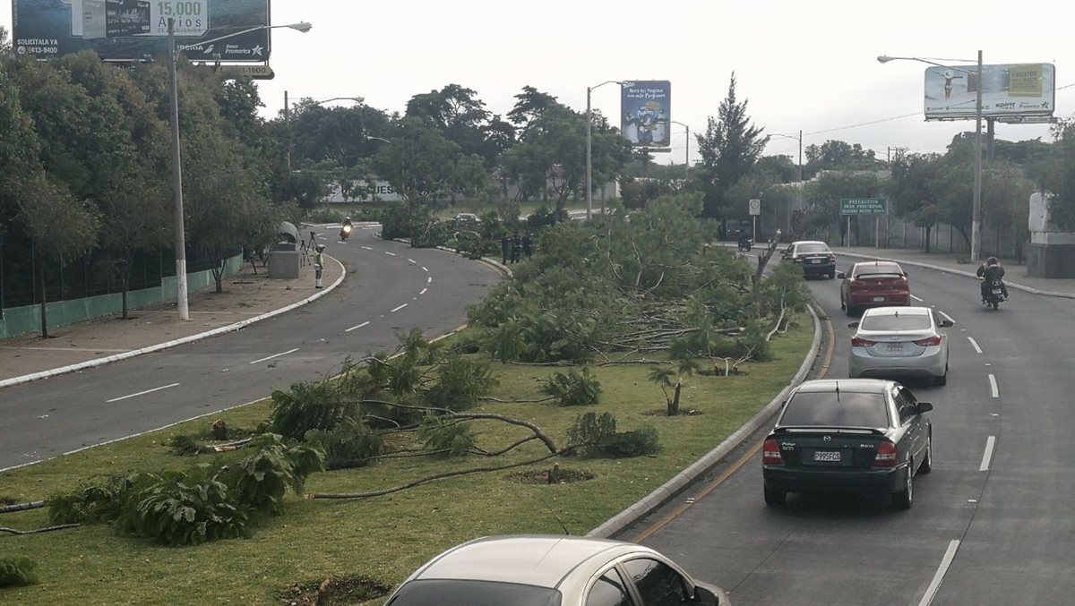 Al menos 48 árboles fueron talados esta madrugada en el bulevar Juan Pablo II, zona 13. (Foto Prensa Libre: Estuardo Paredes)
