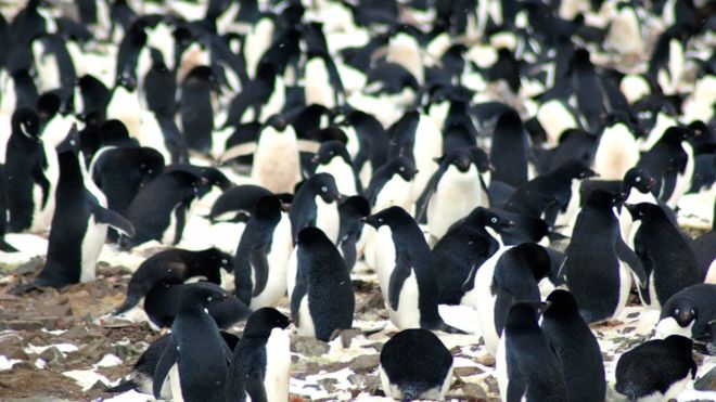 Los Islotes Peligro forman un archipiélago compacto en la punta de la península. (Imagen: M.Polito/LSU)