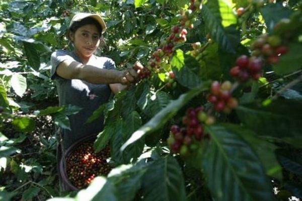 El corte de café es una actividad en la que se emplean los jornaleros temporales