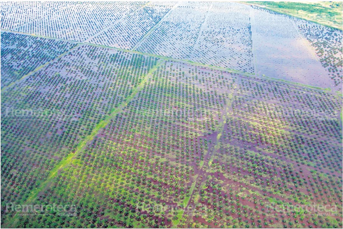 Parlamento Europeo y los Estados miembros de la Unión Europea (UE), aprobaron ayer la propuesta de reglamento de la Comisión sobre productos libres de deforestación. (Foto Prensa Libre: Hemeroteca PL).